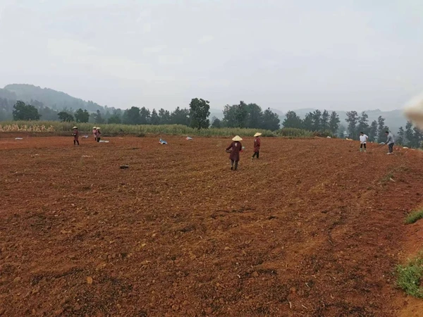 Nanmudu Township: 250 mu of newly sown fast-growing leafy vegetables to cope with the epidemic to ensure full supply