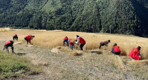 Ningxia Wuzhong: Epidemic prevention and control does not let up, not to miss the farming season to protect the autumn harvest